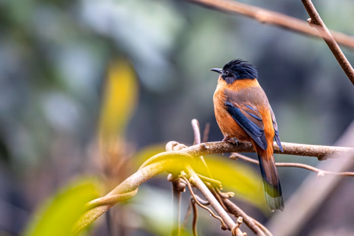 elegant-black-and-orange-bird-perched-on-branch-stockpack-pexels Elegant black and orange bird perched on branch