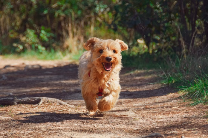 puppy-yorkie-dog-pet-canine-animal-fur-snout-mammal-dog-portrait-animal-world-stockpack-pixabay puppy, yorkie, dog, pet, canine, nature, animal, fur, snout, mammal, dog portrait, animal world