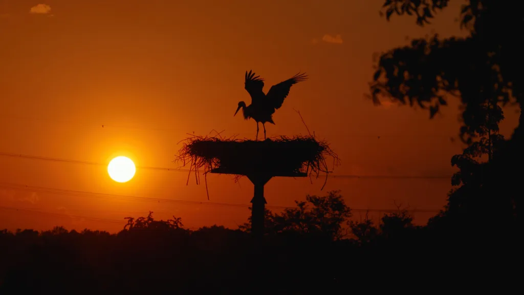 Stork flapping wings while standing on large nest silhouetted against glowing sunset sky during peaceful evening. Warm golden light and dramatic horizon create striking wildlife scene with calm natural atmosphere.