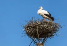 Iz slovenskih gnezd letos poletelo že 773 mladičev: Bele štorklje pri nas že četrto leto zapored podirajo rekorde stork, nest, bird, stork nest, storks, rattle stork, nature, stork, stork, stork, stork, stork, nest, nest, nest, nest, stork nest, stork nest