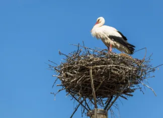 Iz slovenskih gnezd letos poletelo že 773 mladičev: Bele štorklje pri nas že četrto leto zapored podirajo rekorde stork, nest, bird, stork nest, storks, rattle stork, nature, stork, stork, stork, stork, stork, nest, nest, nest, nest, stork nest, stork nest
