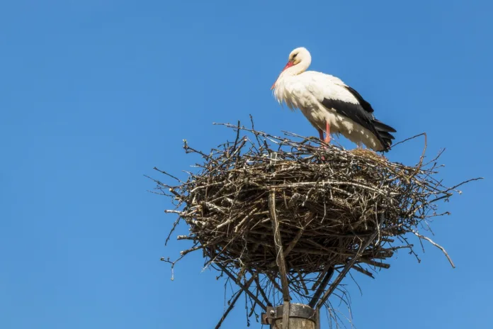stork-nest-bird-stork-nest-storks-rattle-stork-nature-stockpack-pixabay stork, nest, bird, stork nest, storks, rattle stork, nature, stork, stork, stork, stork, stork, nest, nest, nest, nest, stork nest, stork nest