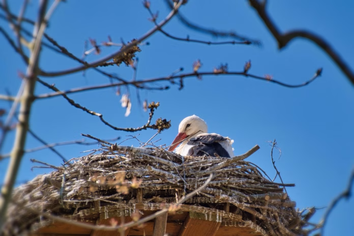 stork-white-stork-bird-bird-nest-animal-nest-spring-nature-stockpack-pixabay stork, white stork, bird, bird nest, animal, nest, spring, nature, stork, stork, bird nest, bird nest, nest, nest, nest, nest, nest, spring, spring, spring