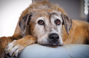 A portrait of a beautiful brown senior dog lying on her bed in natural light.