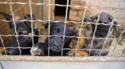 Abandoned dogs in the kennel,homeless dogs behind bars in an animal shelter.Sad looking dog behind the fence looking out through the wire of his cage.