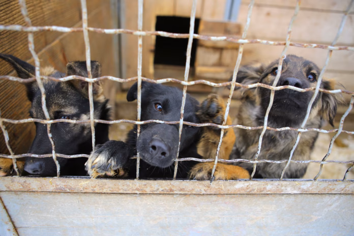 abandoned-dogs-in-the-kennelhomeless-dogs-behind-bars-in-an-animal-sheltersad-looking-dog-behind-the-fence-looking-out-through-the-wire-of-his-cage-stockpack-istock Abandoned dogs in the kennel,homeless dogs behind bars in an animal shelter.Sad looking dog behind the fence looking out through the wire of his cage.