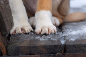 Dog's paws in the snow.The effect of snow on the skin of the dog's paws.Protection and care in the winter season.