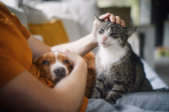 man-sitting-on-sofa-with-domestic-animals-pet-owner-stroking-his-old-cat-and-dog-together-stockpack-istock Man sitting on sofa with domestic animals. Pet owner stroking his old cat and dog together.